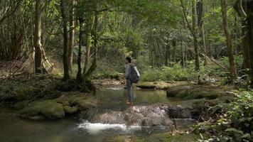 kvinna turist med ryggsäck gå över bäcken i aktuell skog. video