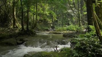 bellissimo scenario della foresta con ruscello d'acqua che scorre sulle rocce. video