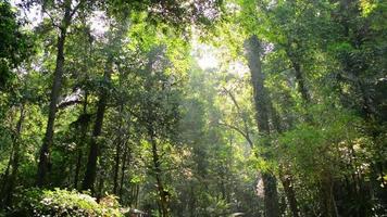 Morgenlandschaft aus üppigem Laub, dichte Bäume unter Sonnenstrahlen im tropischen Regenwald. video
