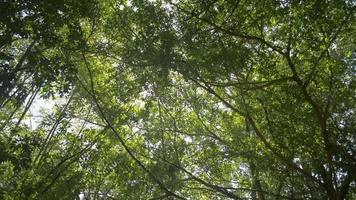Wandern durch den tropischen Wald im Schatten großer grüner Bäume. video