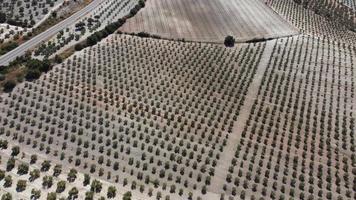 flyg drönare utsikt över olivträd plantage i Andalusien, Spanien. stora fält planterade med olivträd. ekologisk och hälsosam mat. jordbruk och grödor. olivolja ursprung. video