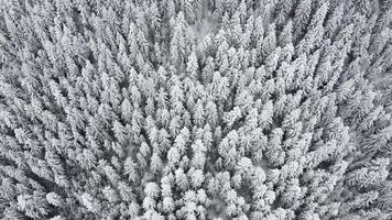 Aerial drone view of beautiful winter scenery with pine trees covered with snow. Snow falling. Cinematic shot. Winter traveling. Background and textures. video