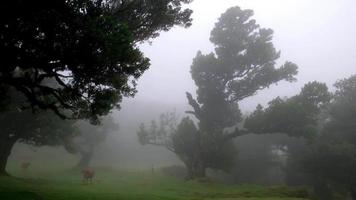 mucche che mangiano erba in una foresta nebbiosa. mucche marroni. venti forti. bovini in natura. i rami degli alberi si muovono con il vento e la nebbia che passano molto velocemente. isola di Madera, Portogallo. video