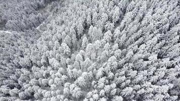 flyg drönare utsikt över vackra vinterlandskap med tallar täckta med snö. snö faller. filmisk tagning. vinterresor. bakgrund och texturer. video