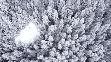 vista aérea de drones de belas paisagens de inverno com pinheiros cobertos de neve. neve caindo. tiro cinematográfico. viagem de inverno. fundo e texturas. video