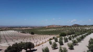 Aerial drone view of olive trees plantation in Andalusia, Spain. Vast fields planted with olive trees. Organic and healthy food. Agriculture and crops. Olive oil origin.