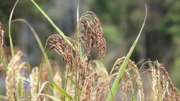 arroz maduro en finca rural, temporada de cosecha. las orejas de paddy se mecían con el viento.