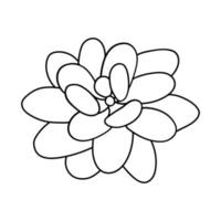 Hand drawn cute succulent in style doodle. graphic sketch home flower graptopetalum. Vector illustration, isolated elements on a white background