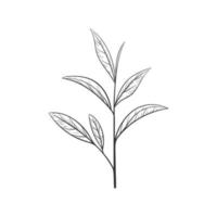 silueta de hoja de té verde dibujada a mano. esbozar comida y bebida orgánica. ilustración vectorial, elementos negros aislados en un fondo blanco vector