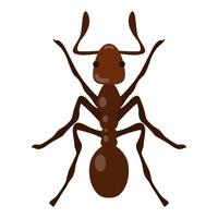 Ant illustration with Dorsal View. vector