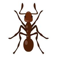 Ant illustration with Dorsal View.