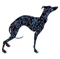 Greyhound dog breed vector illustration.