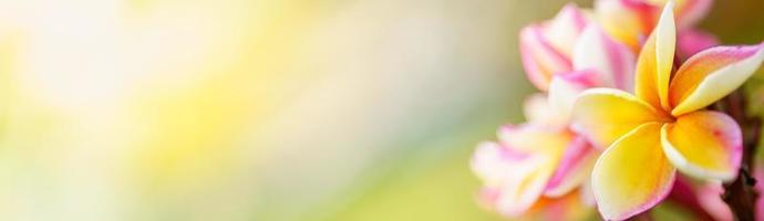 Spring background Stock Photos, Royalty Free Spring background Images