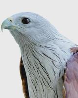 Brahminy kite bird mostrando la cabeza aislado sobre fondo blanco. foto