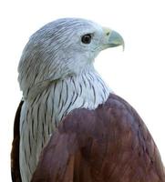 Brahminy kite bird mostrando la cabeza aislado sobre fondo blanco. foto