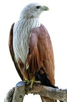 Brahminy kite bird mostrando la cabeza aislado sobre fondo blanco. foto