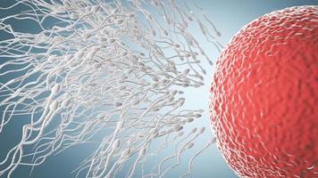 The sperm is directed towards the egg. To do human mating. egg and a sperm. 3D Rendering photo