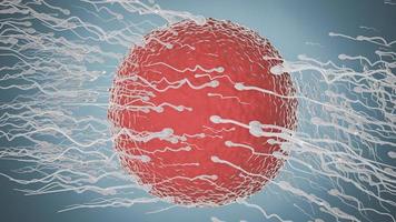 The sperm is directed towards the egg. To do human mating. egg and a sperm. 3D Rendering photo