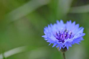 cornflower and green background photo