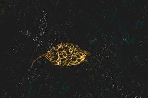 la imagen de hojas amarillas bajo el agua que fluye a través del concepto natural con espacio de copia foto