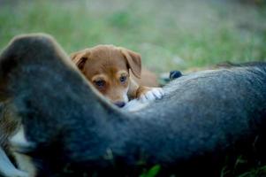 The picture of a puppy eating breast milk from hunger Dog lover concept With copy space photo