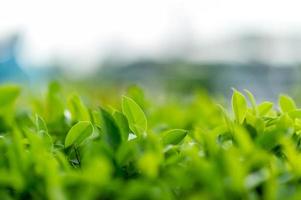 Top green tea leaves of soft tea leaves Nature travel ideas With copy space photo