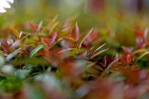 Top green tea leaves of soft tea leaves Nature travel ideas With copy space photo