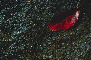 The image of red leaves under the water flowing through Natural concept With copy space photo