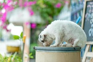 White dog picture, cute photo shoot, love dog concept