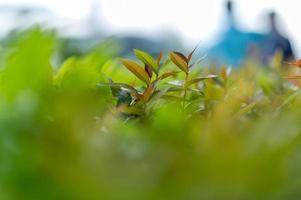 Top green tea leaves of soft tea leaves Nature travel ideas With copy space photo