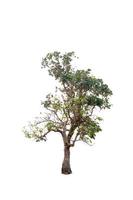 Beautiful tree on a white background Natural concept photo