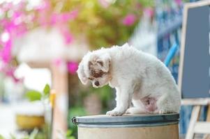 White dog picture, cute photo shoot, love dog concept