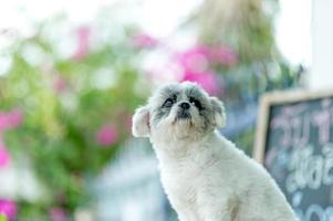 foto de perro blanco, linda sesión de fotos, concepto de perro de amor