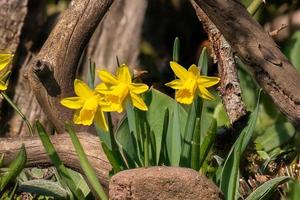 Detail shot of blooming yellow daffodils ,Narcissus, in a flower bed in front of wooden branches photo