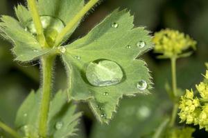 Detail of water droplets on a lady's mantle leaf with yellow flowers photo