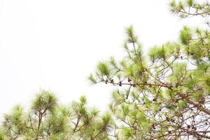 pine tree leaves photo