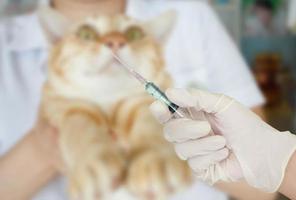 el veterinario le está dando una vacuna a un gato foto