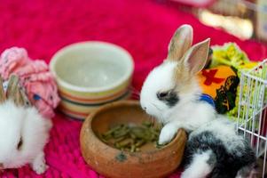 Cute little white rabbit Pet care concept With copy space photo