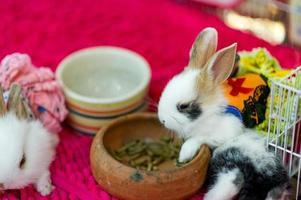 lindo conejito blanco concepto de cuidado de mascotas con espacio de copia foto