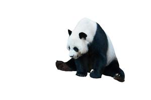 giant panda bear isolated on white photo