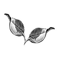 LEAF ILLUSTRATION WITH CLASSIC AND SIMPLE STYLE vector