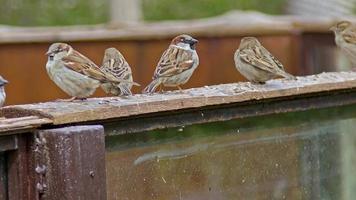 moineaux perchés sur des pièces en bois video