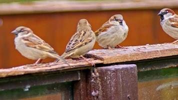 Sparrows Perched on Wooden Parts video