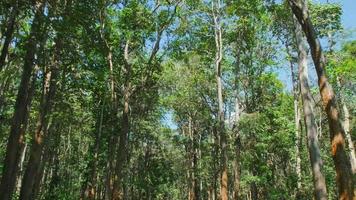 vista mientras conduce a través del exuberante follaje verde de los árboles con el sol de la tarde en el bosque. vacaciones de verano video