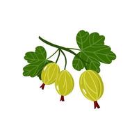 Sprig of ripe gooseberries and green leaves isolated on white background vector