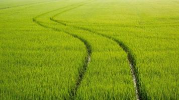 línea de vía curva del tractor de pulverización después de pulverizar fertilizante completamente en el campo de arroz verde a la hora de la mañana foto