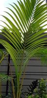 Beautiful ornamental plant in the garden in the afternoon. Focus on the beautiful curved petioles of the potted plant. Take a shot of an ornamental plant with beautifully curved petioles in a garden. photo