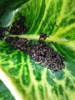 Close-up of swarms of insects nesting in ornamental pots. The insect's nest spreads on the beautifully patterned leaves. Swarms of insects nest in ornamental pots. photo