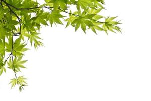 Green leaves on white background photo