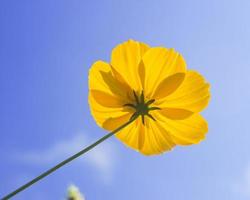 hermosas flores amarillas sobre un fondo de cielo. foto